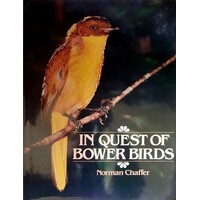 In Quest of Bowerbirds