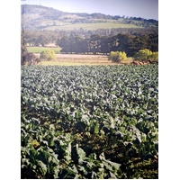 It Tastes Better. Over 100 New Recipes Using My Favourite Sustainable Produce