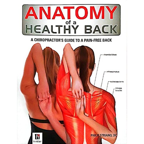 Anatomy Of A Healthy Back. A Chiropractor's Guide To A Pain Free Back