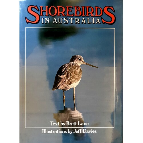 Shorebirds In Australia