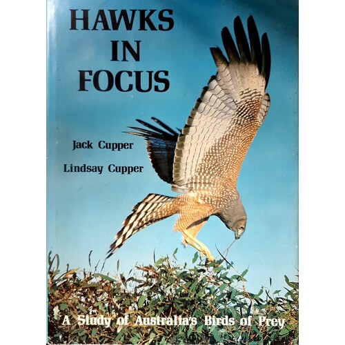 Hawks In Focus
