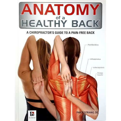 Anatomy Of A Healthy Back. A Chiropractor's Guide To A Pain Free Back