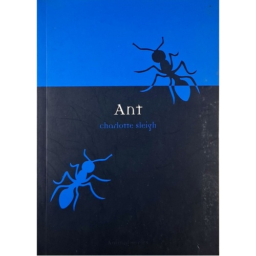 Ant