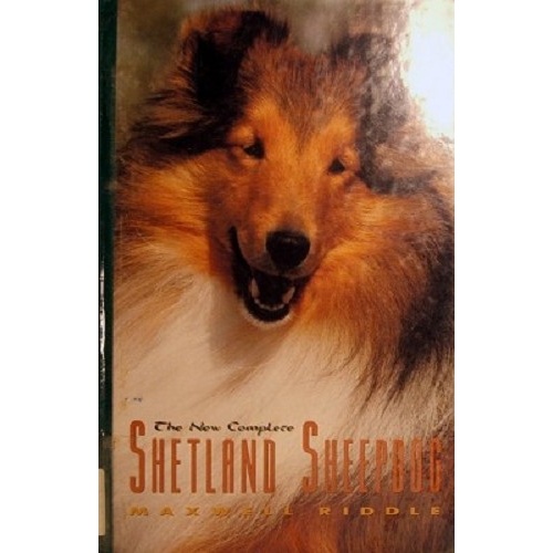 Shetland Sheepdog